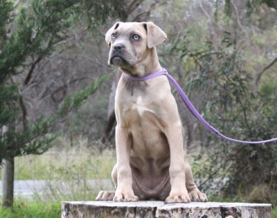 ankc fci pedigree Cane Corso female available for sale